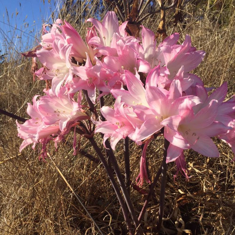 Meet your Posher, Angel